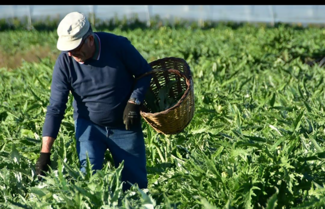 agricultura-del-maresme-de-proximitat agricultura del maresme de proximitat