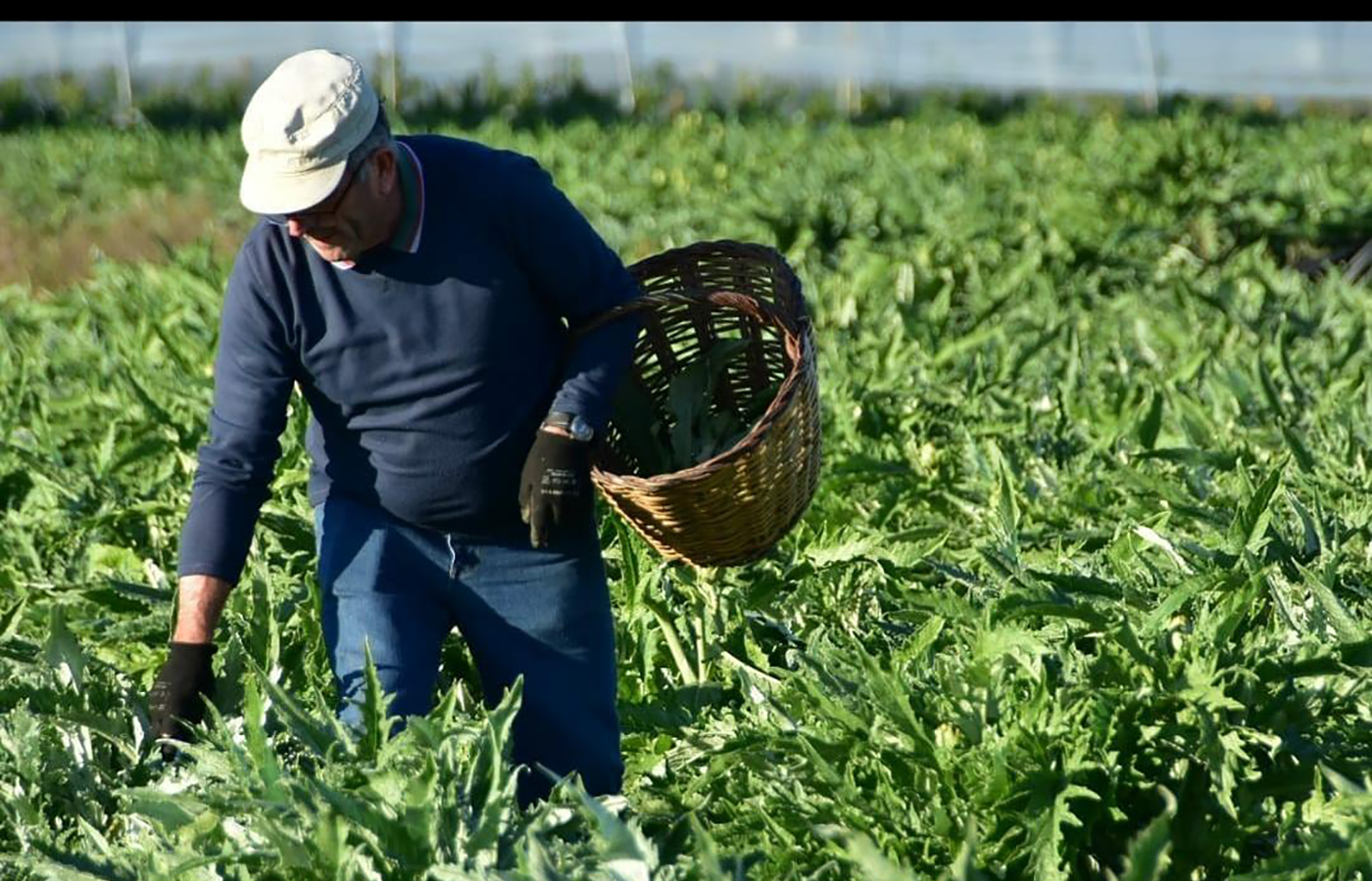 agricultura del maresme de proximitat